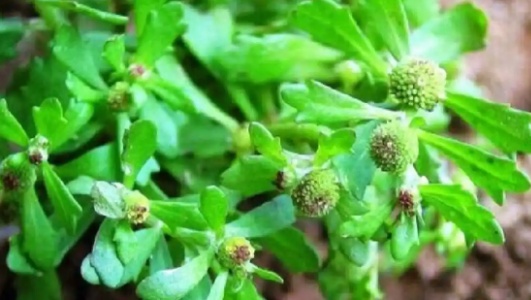鹅不食草的功效作用功能主治是什么，有什么功效作用好处？