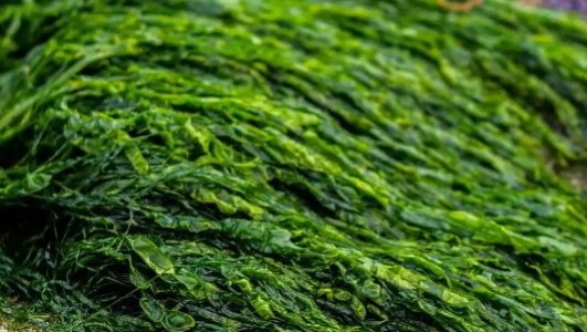 海草的功效作用功能主治是什么，有什么功效作用好处？