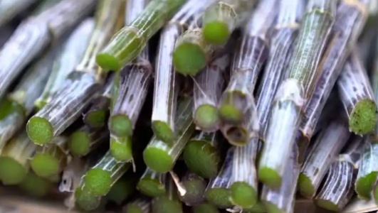紫皮石斛的功效作用功能主治是什么，有什么功效作用好处？