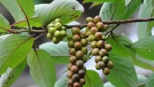 小通草的功效作用功能主治是什么，有什么功效作用好处？