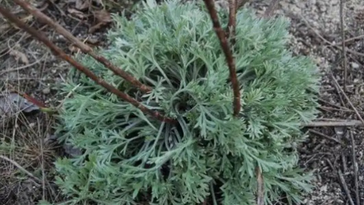 绵茵陈的功效作用功能主治是什么，有什么功效作用好处？