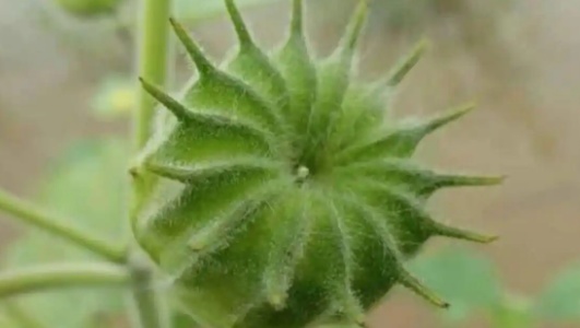 磨盘草的功效作用功能主治是什么，有什么功效作用好处？