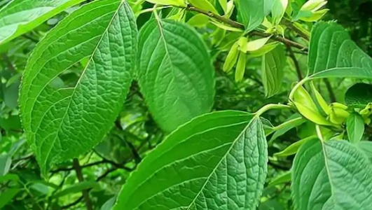 杜仲叶的功效作用功能主治是什么，有什么功效作用好处？