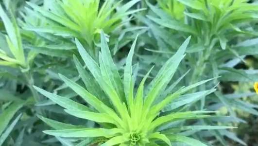 小蓬草的功效作用功能主治是什么，有什么功效作用好处？