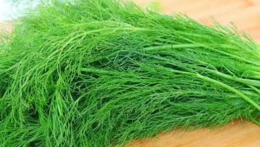茴香苗的功效作用功能主治是什么，有什么功效作用好处？