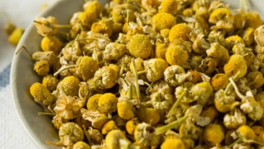 胎菊泡水喝的功效作用功能主治是什么，有什么功效作用好处？